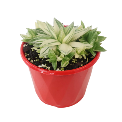 Haworthia Cymbiformis Variegata 130mm