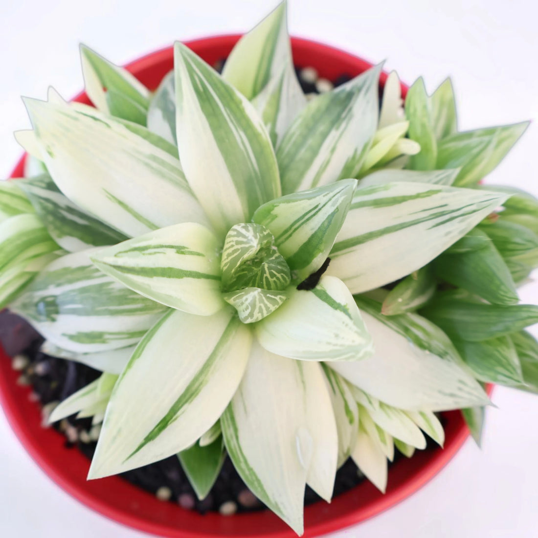 Haworthia Cymbiformis Variegata 130mm