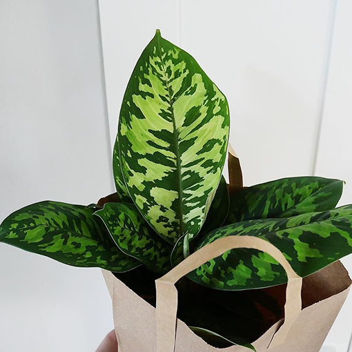 Homalomena Wallisii Camouflage 120mm