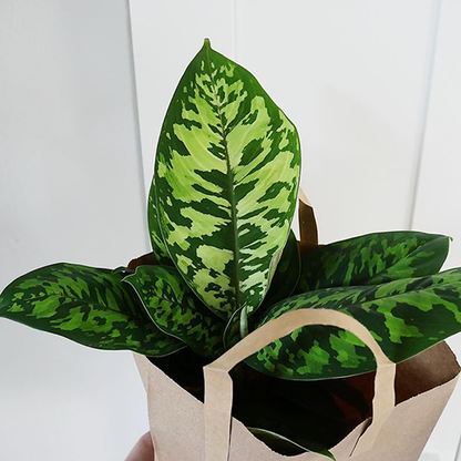 Homalomena Wallisii Camouflage 120mm