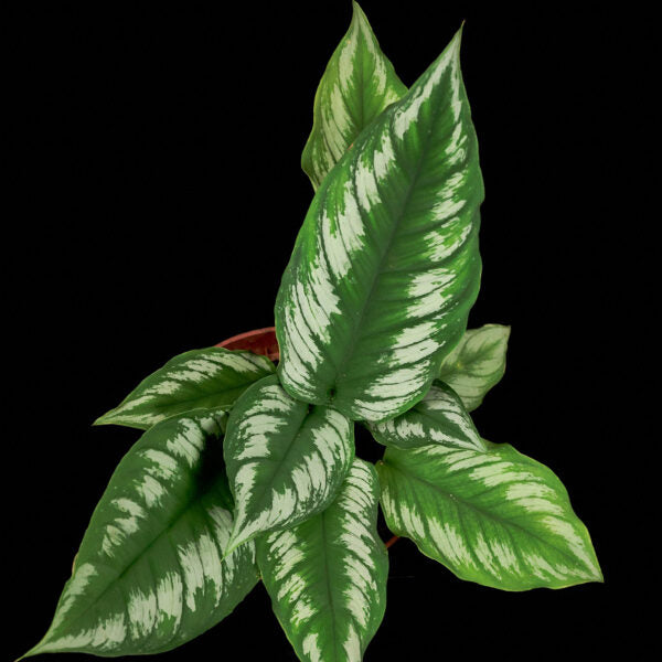 Homalomena Riau Sumatera 125mm