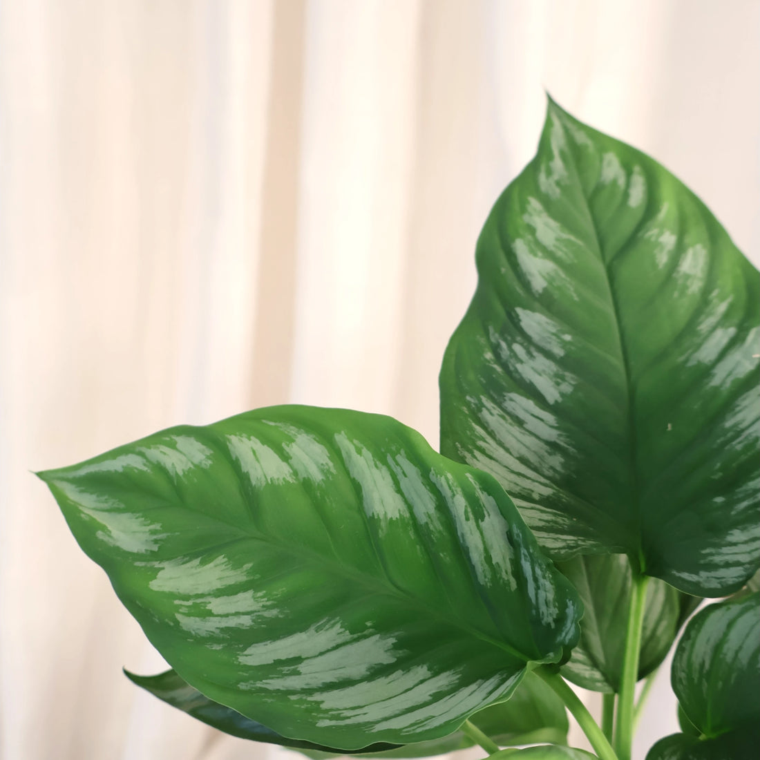 Homalomena Riau Sumatera 125mm