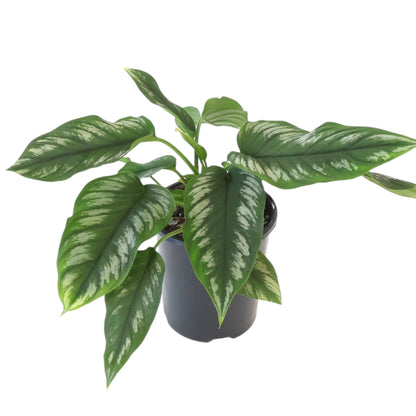 Homalomena Riau Sumatera 125mm