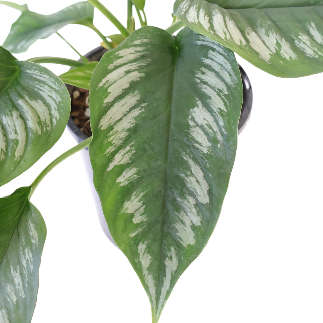 Homalomena Riau Sumatera 125mm