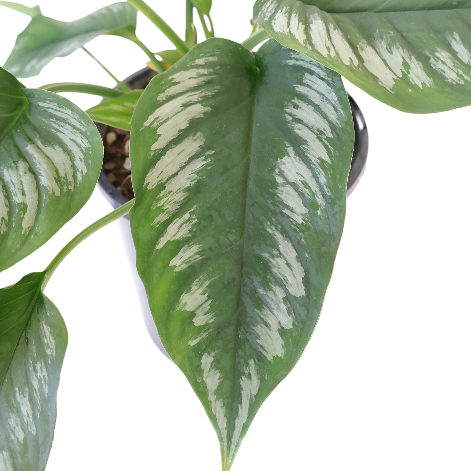 Homalomena Riau Sumatera 125mm
