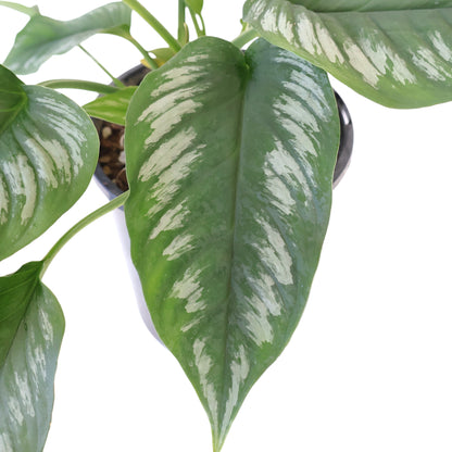 Homalomena Riau Sumatera 125mm