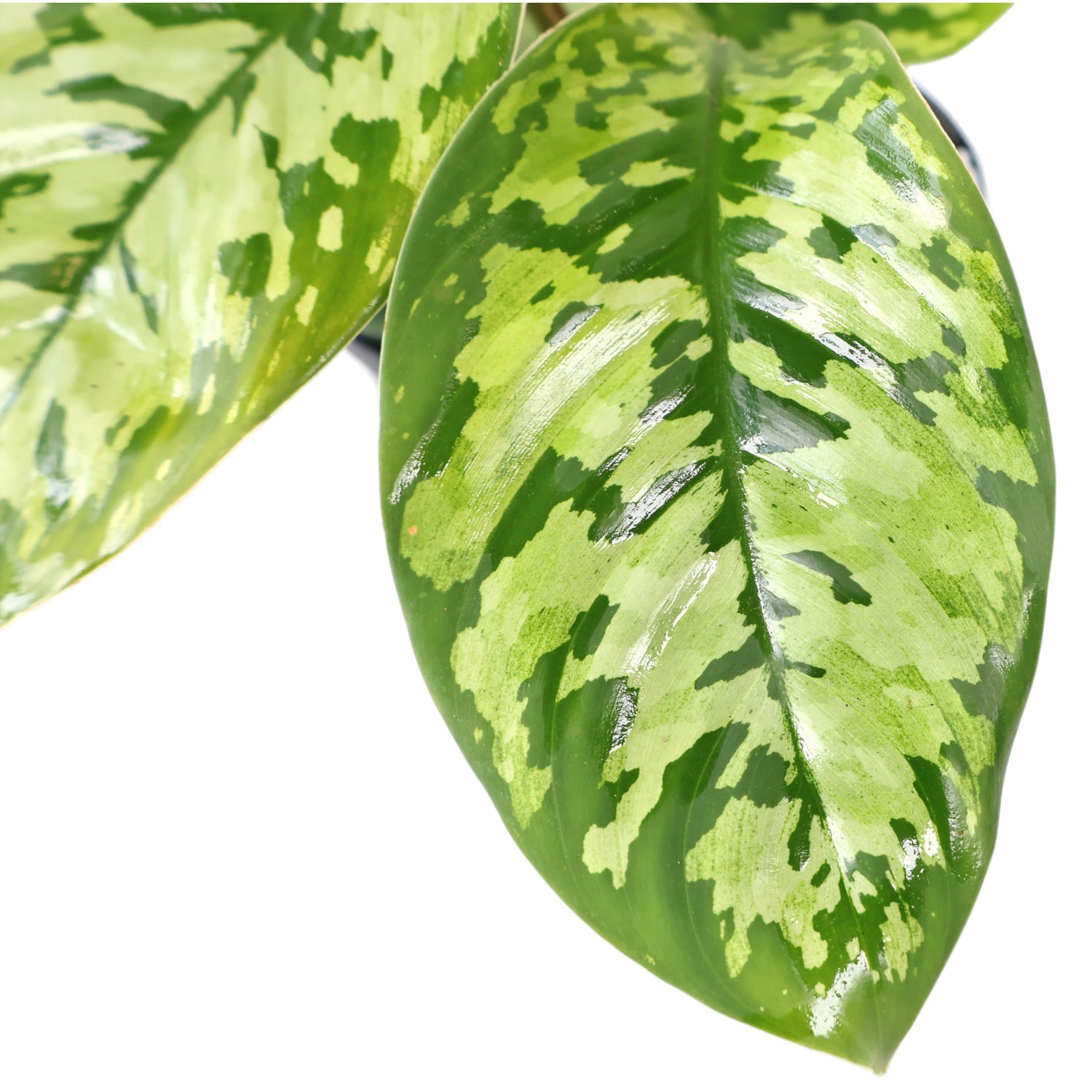 Homalomena Wallisii Camouflage 120mm