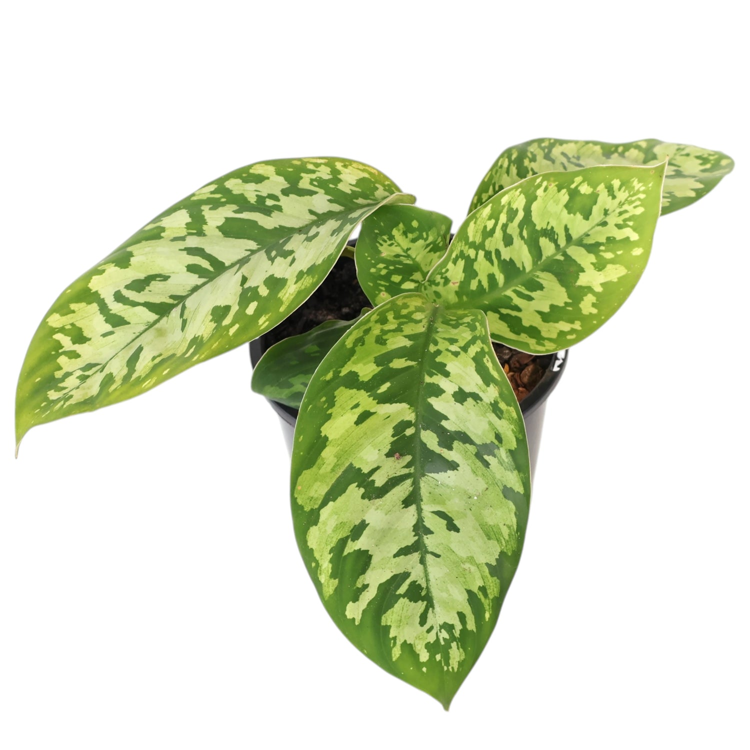Homalomena Wallisii Camouflage 120mm