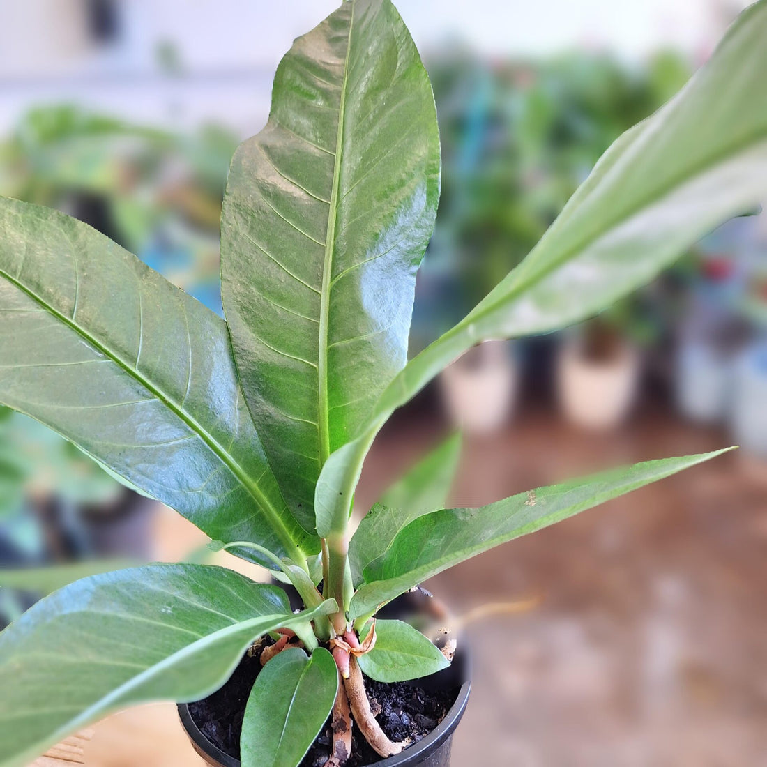 Anthurium Hookeri 140mm