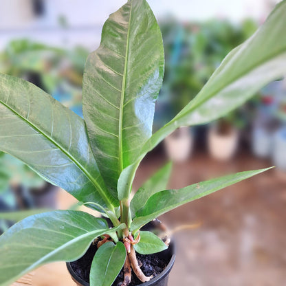 Anthurium Hookeri 140mm