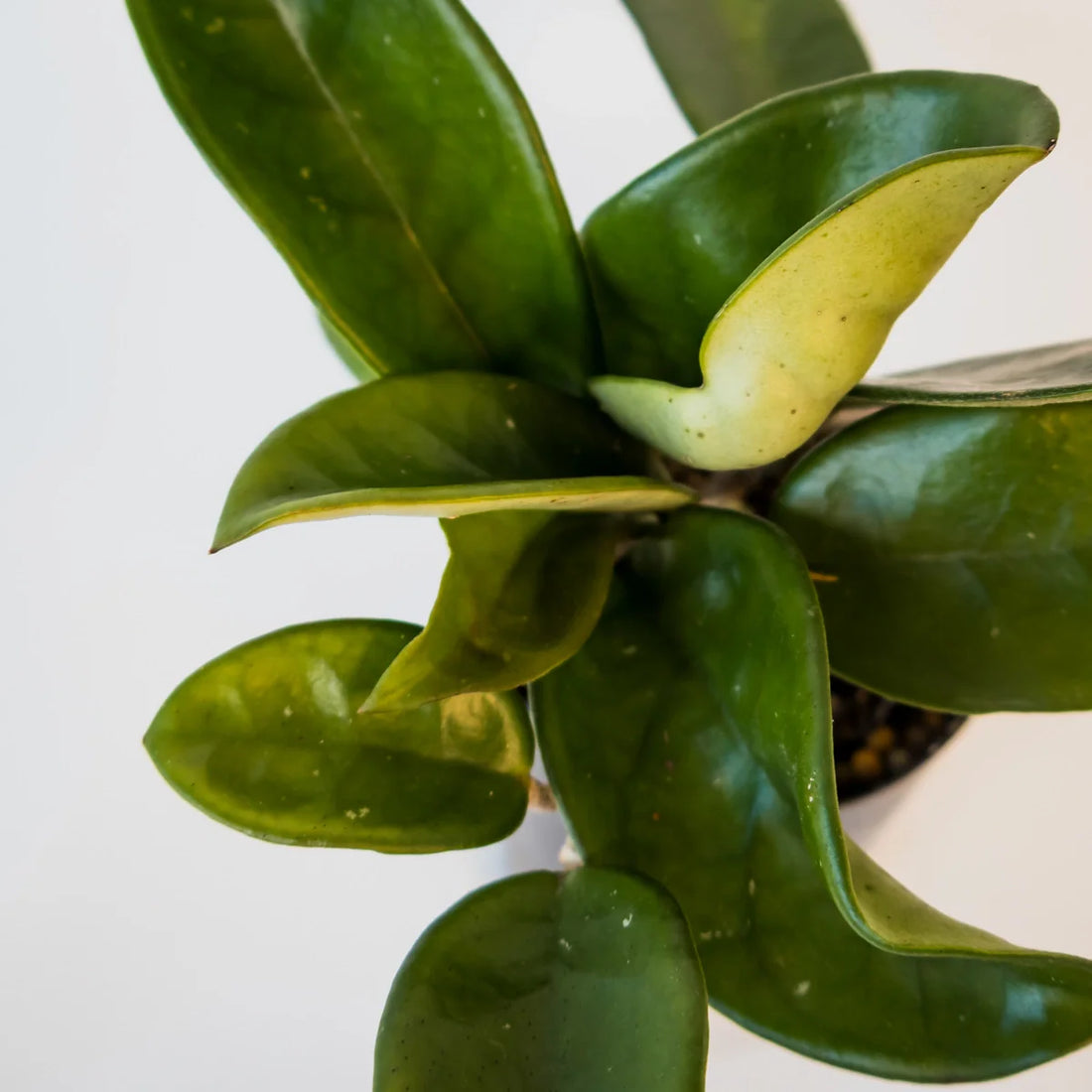 Hoya Carnosa - Wax Plant 70mm