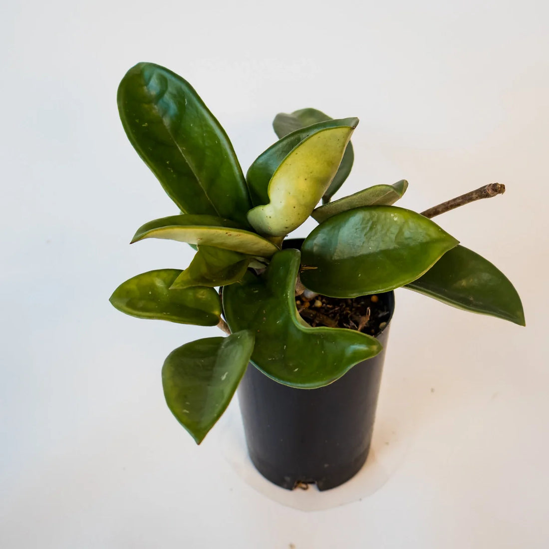 Hoya Carnosa - Wax Plant 70mm