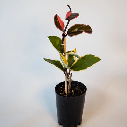 Hoya Carnosa Purple Pride 70mm