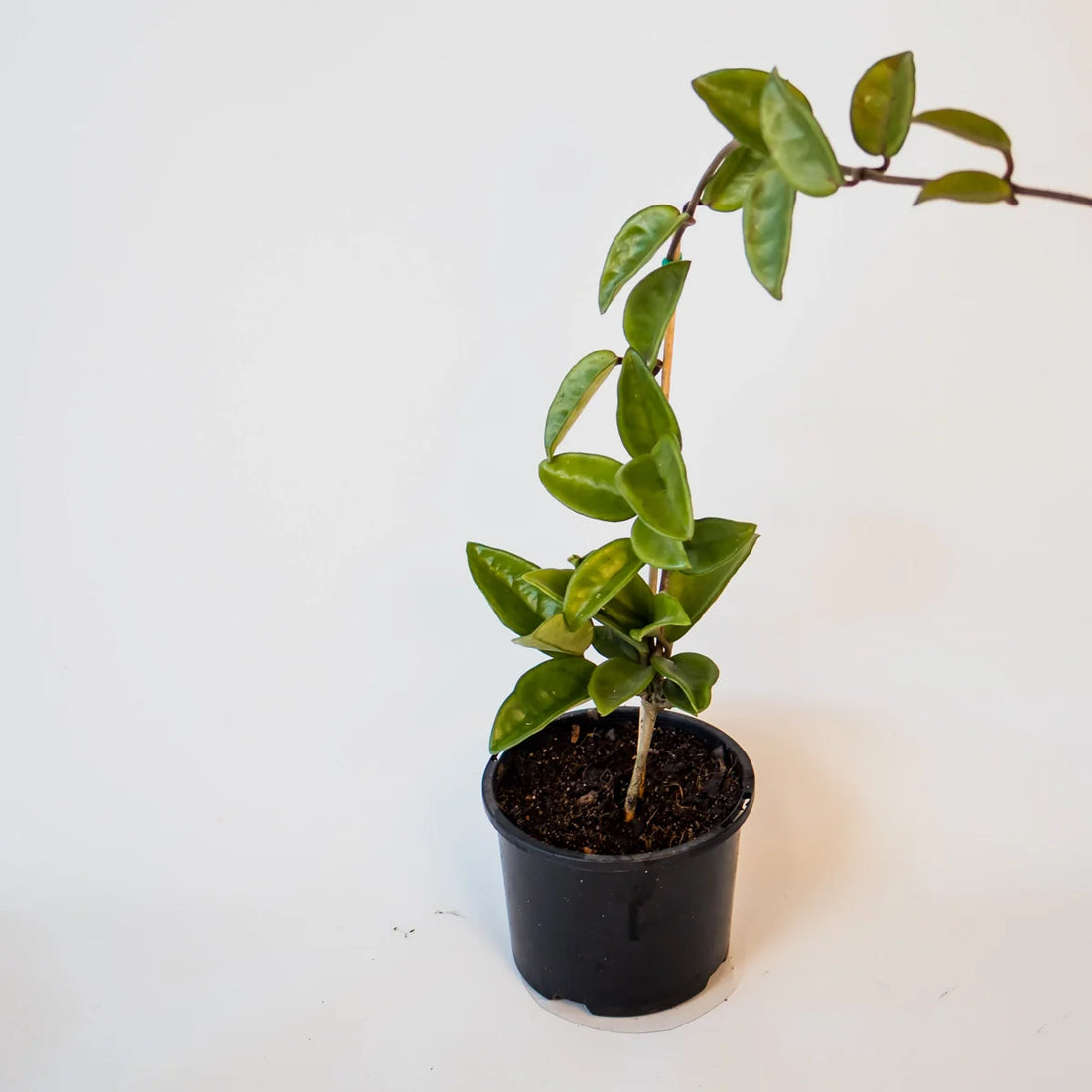 Hoya Carnosa porcelain flower 120mm