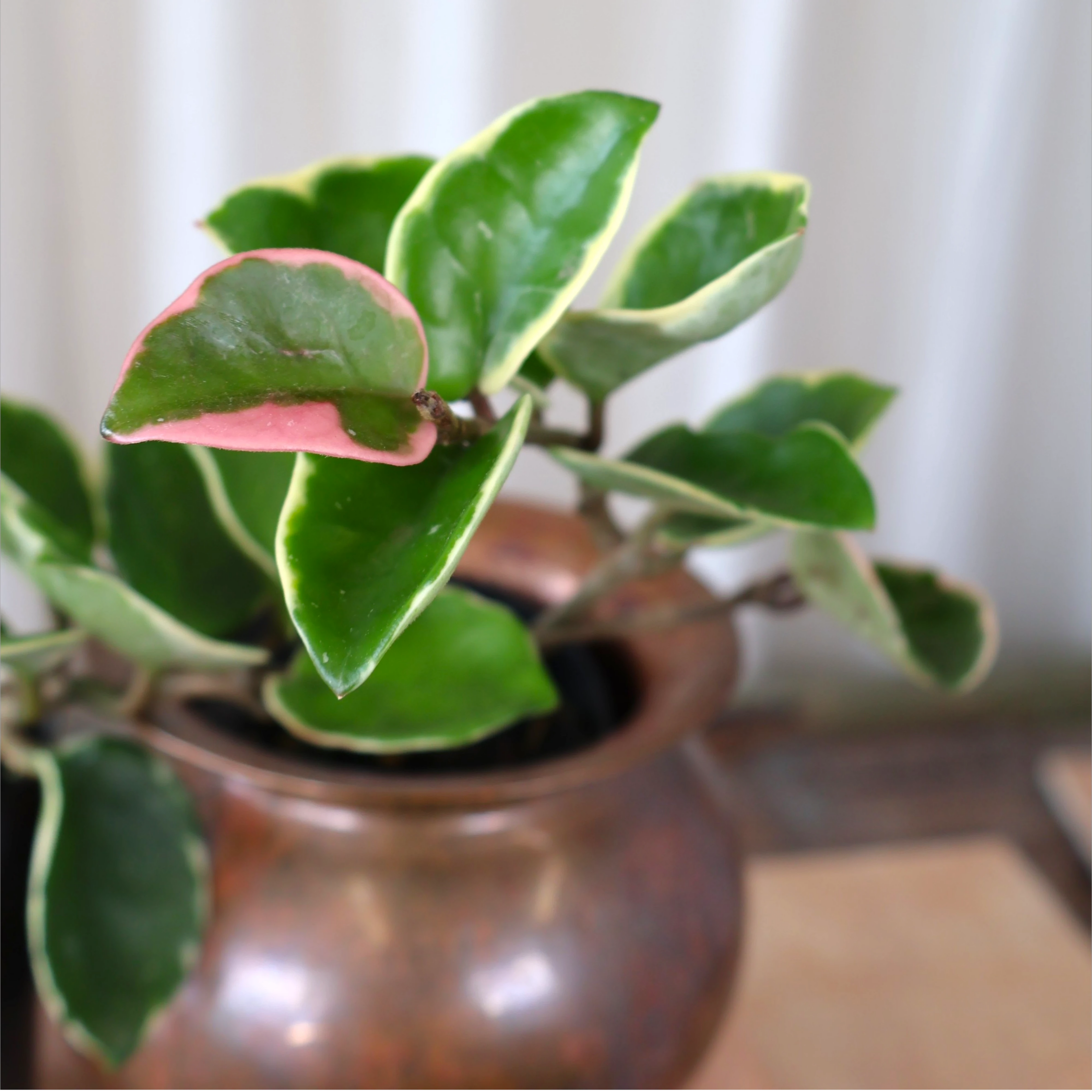 Hoya Carnosa Purple Pride 70mm