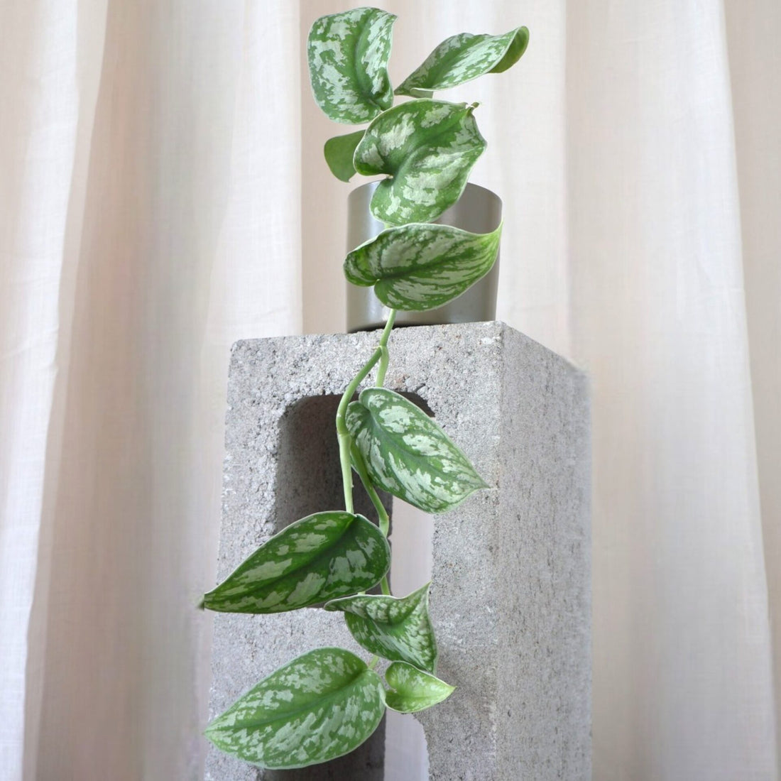 Scindapsus Exotica Pictus 90mm