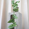 Scindapsus Exotica Pictus 90mm