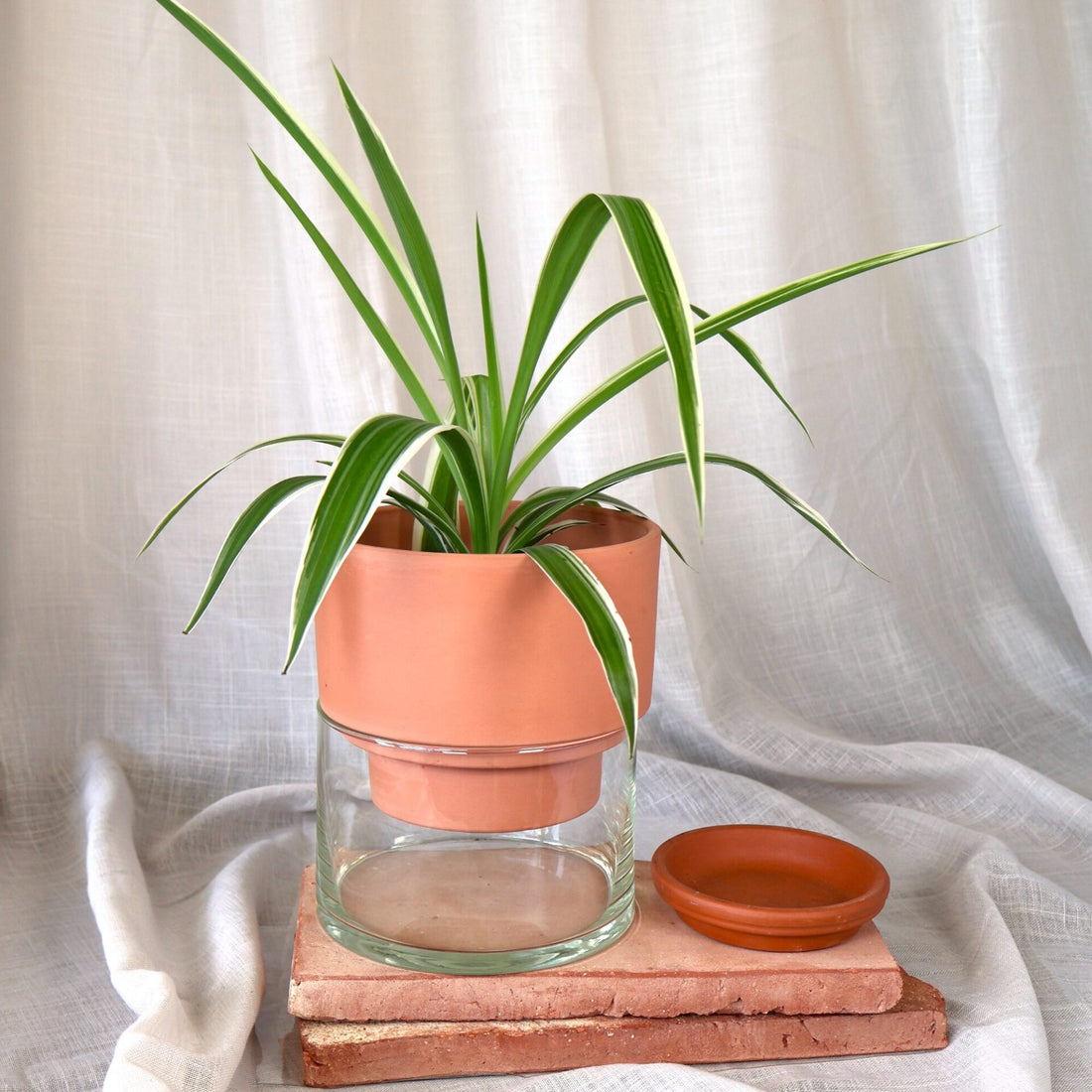 Chlorophytum Comosum - Spider Plant 90mm