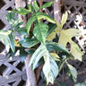 Philodendron Florida Beauty 125mm