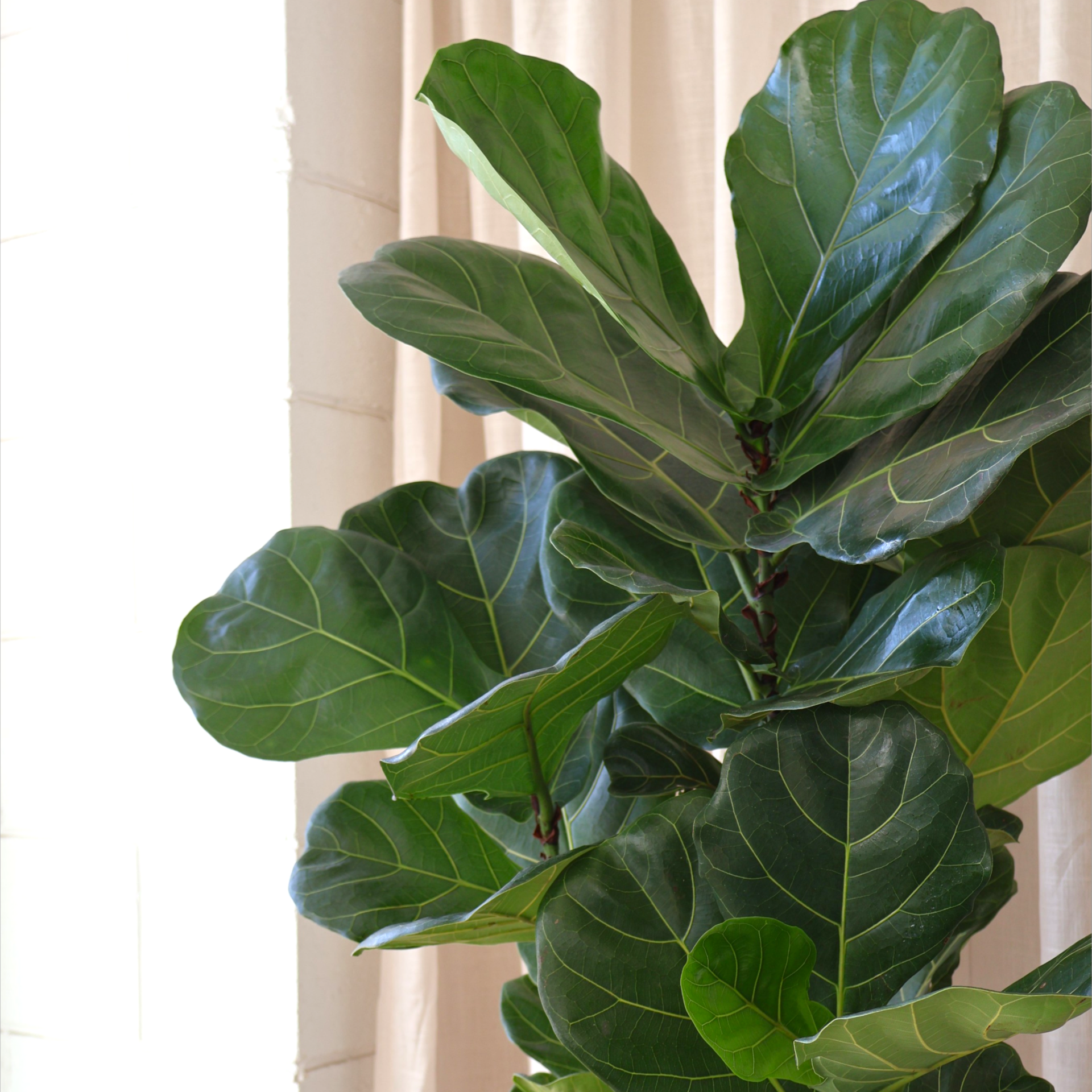 Ficus Lyrata 250mm