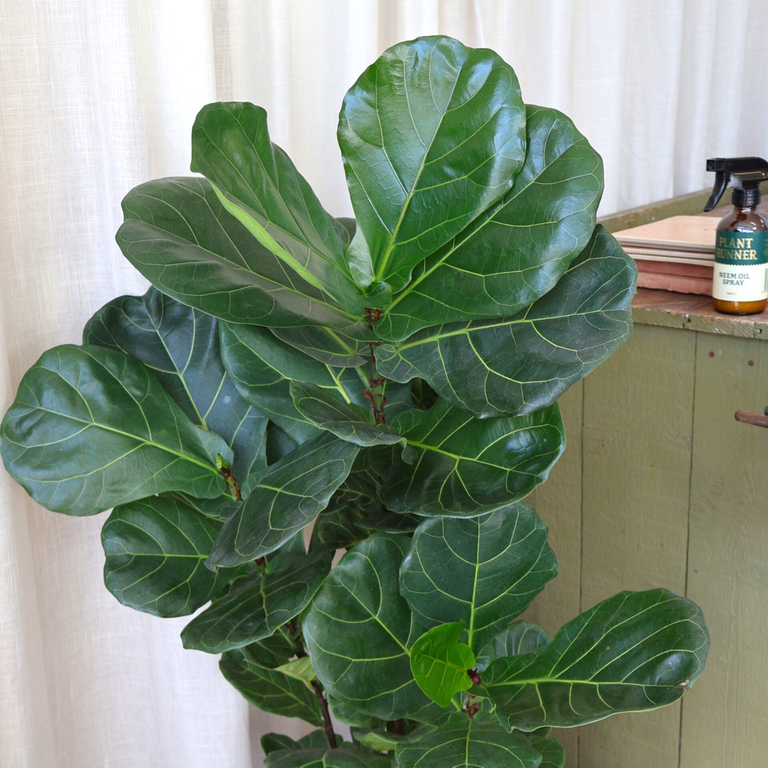 Ficus Lyrata - Fiddle Leaf Fig 300mm