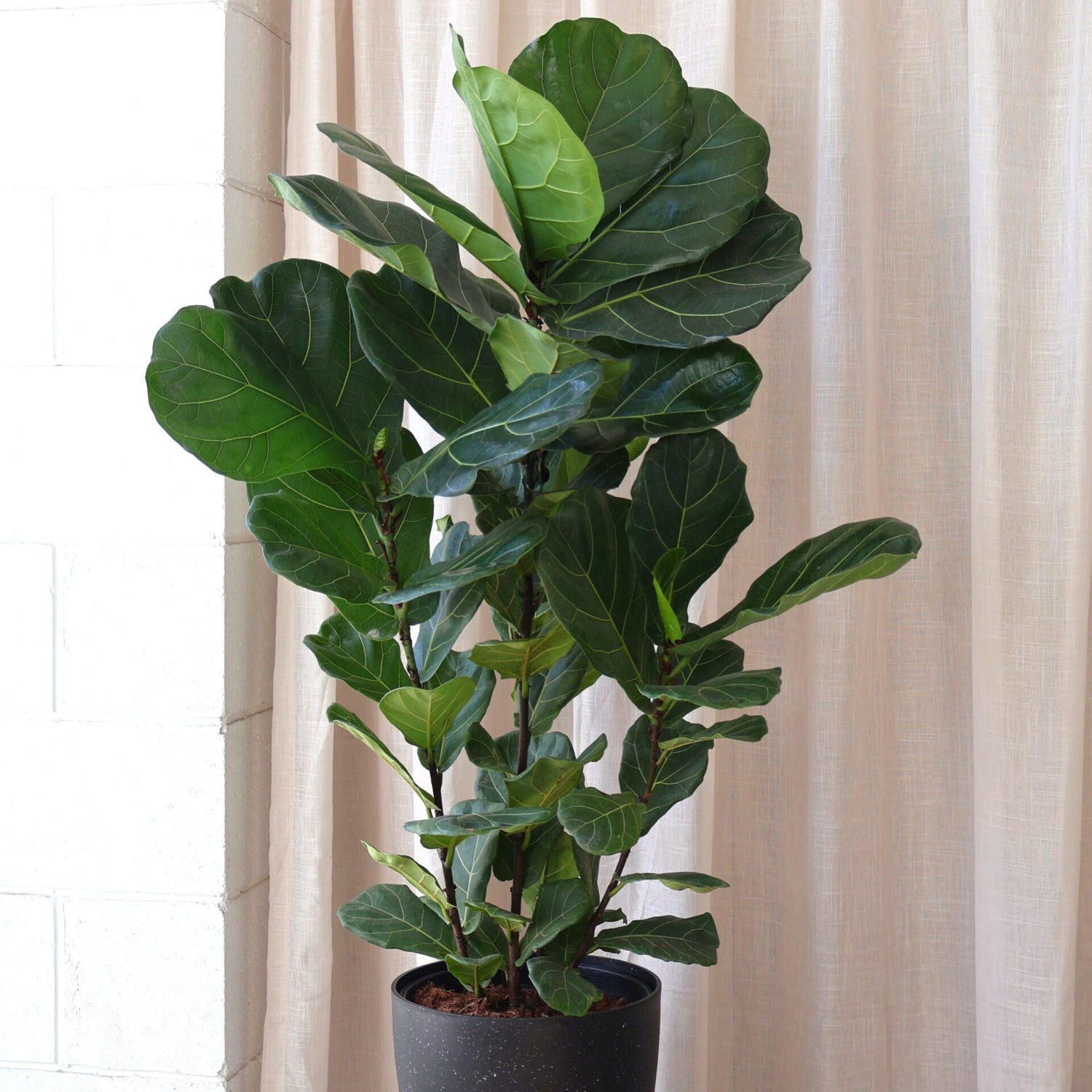 Ficus Lyrata 400mm