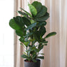 Ficus Lyrata 400mm