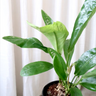 Anthurium Jungle Bush 180mm