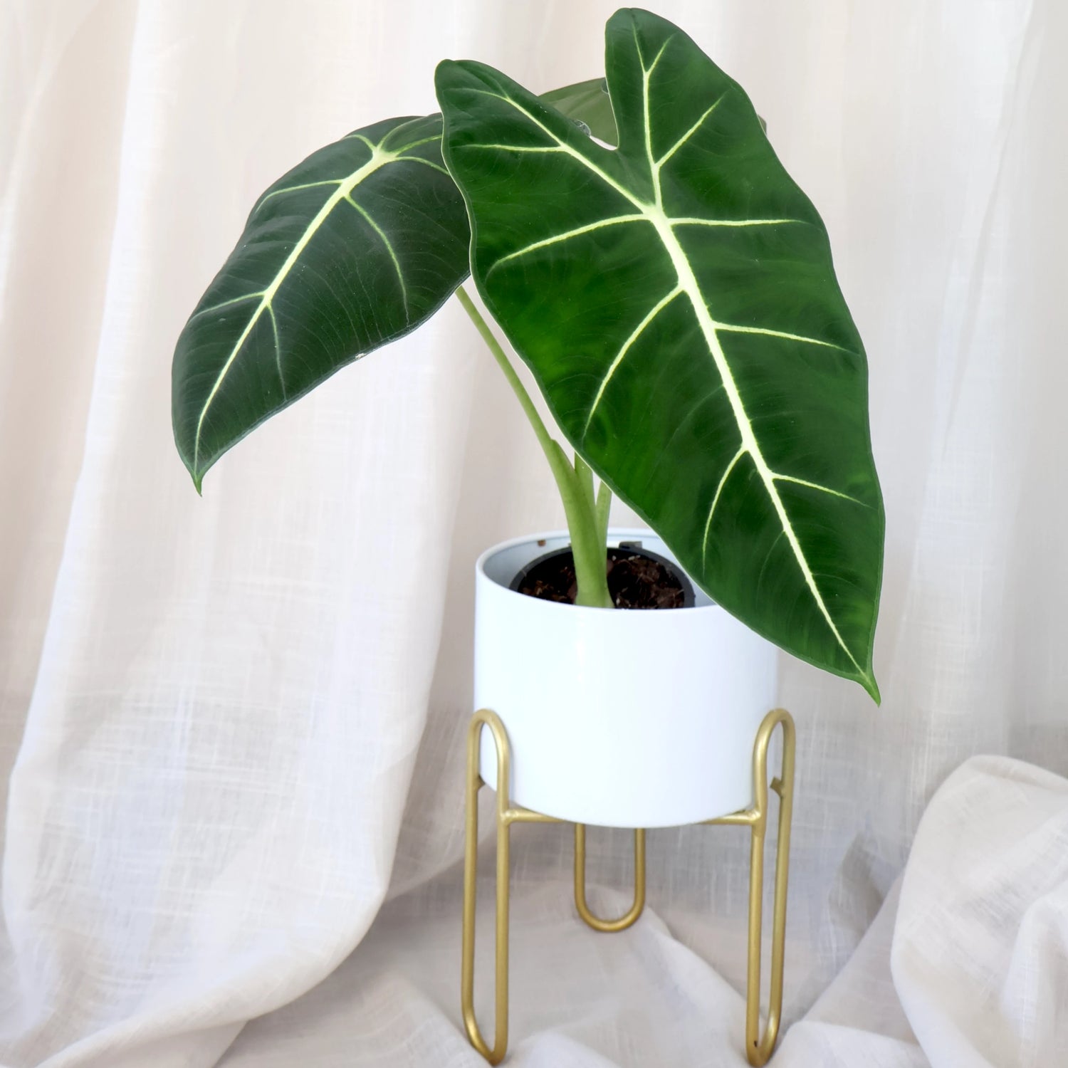 Alocasia Frydek - Green Velvet 90mm