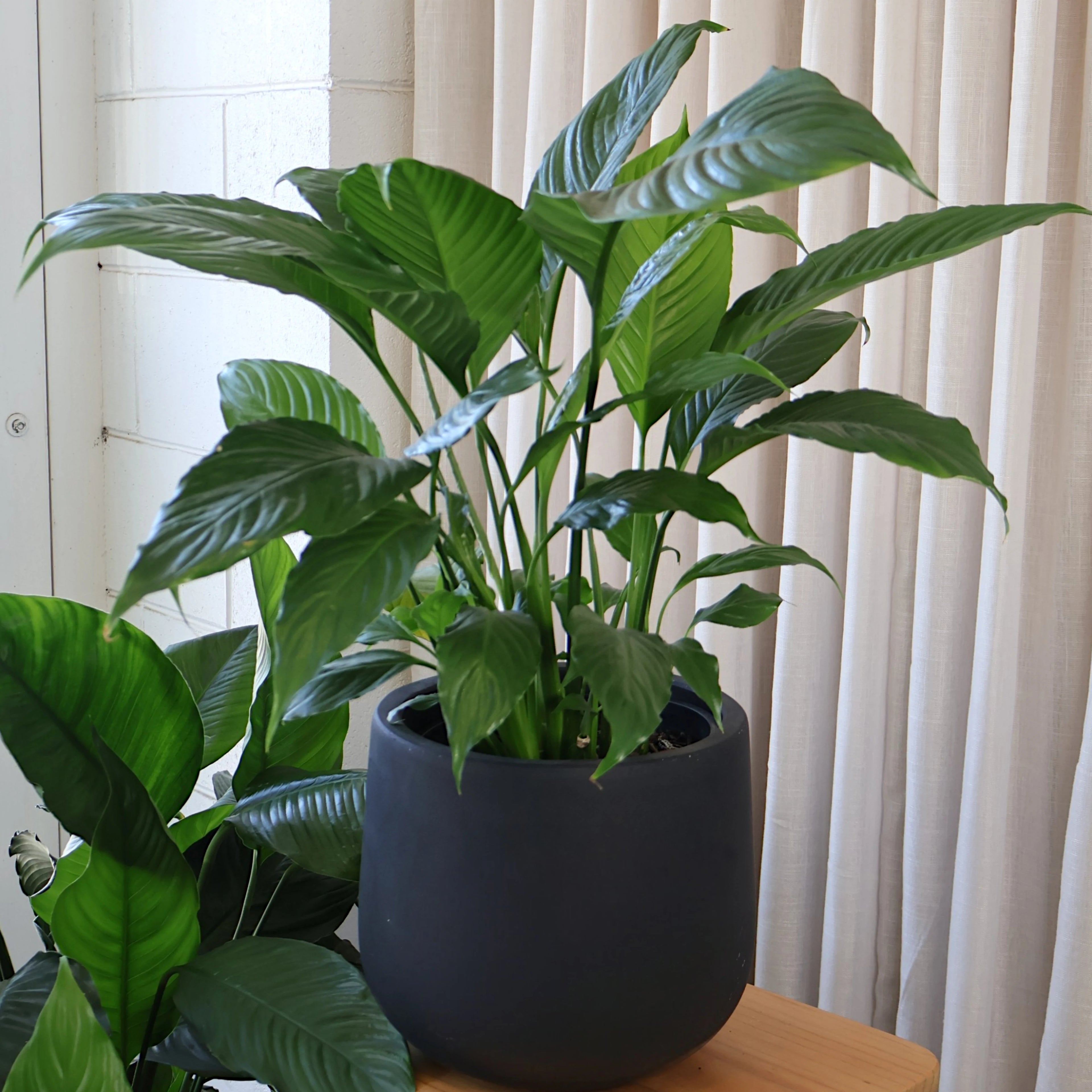 Peace Lily - Spathiphyllum Stephanie 200mm