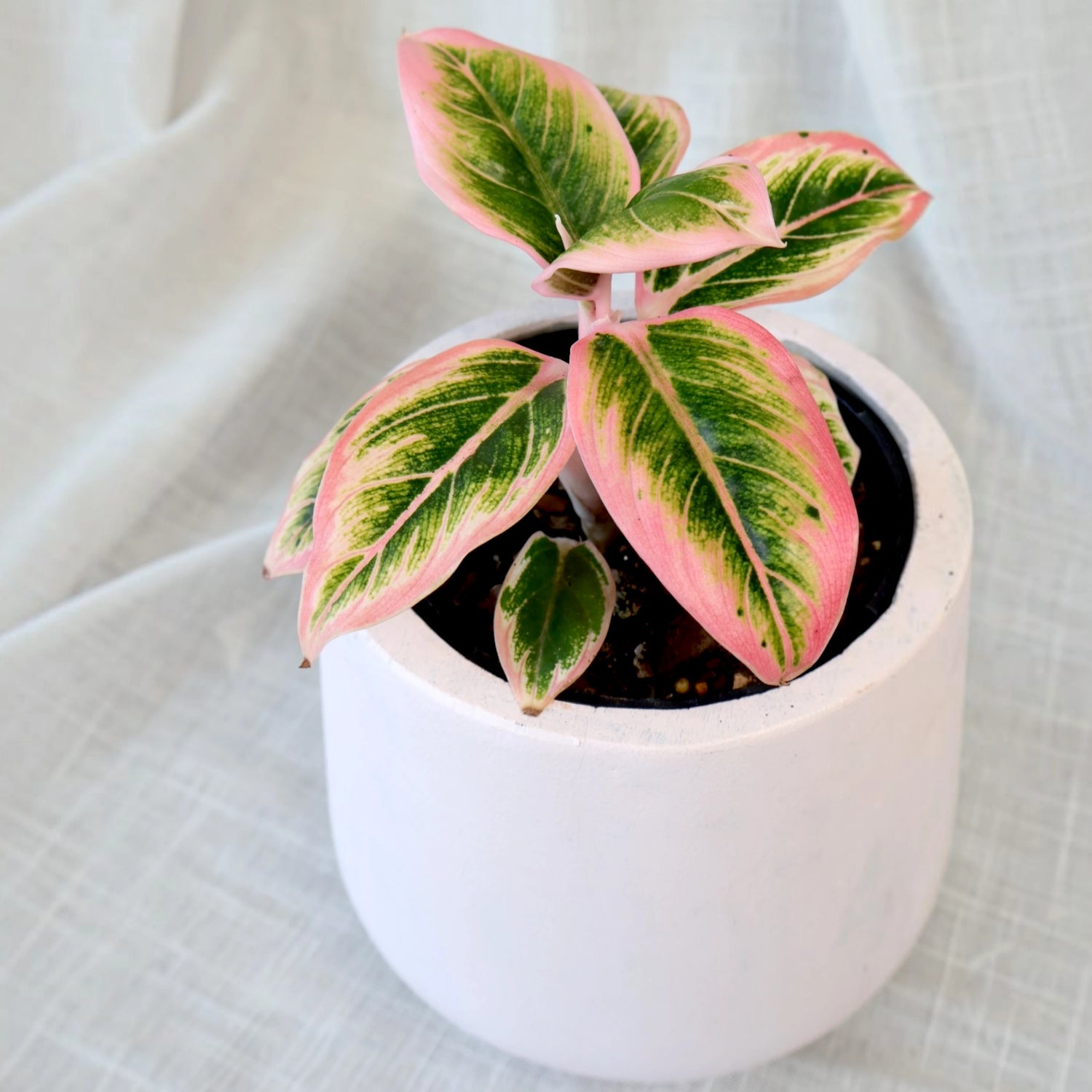 Aglaonema commutatum Lotus Delight 125mm
