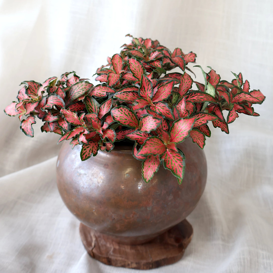 Fittonia Red Flame 90mm