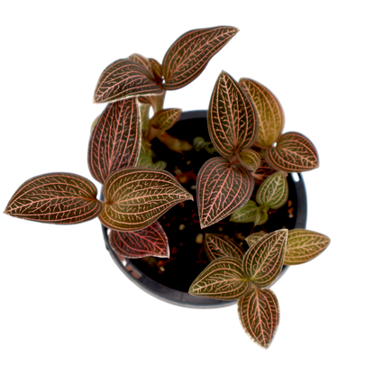 Jewel Orchid - Ludisia Discolor 70mm