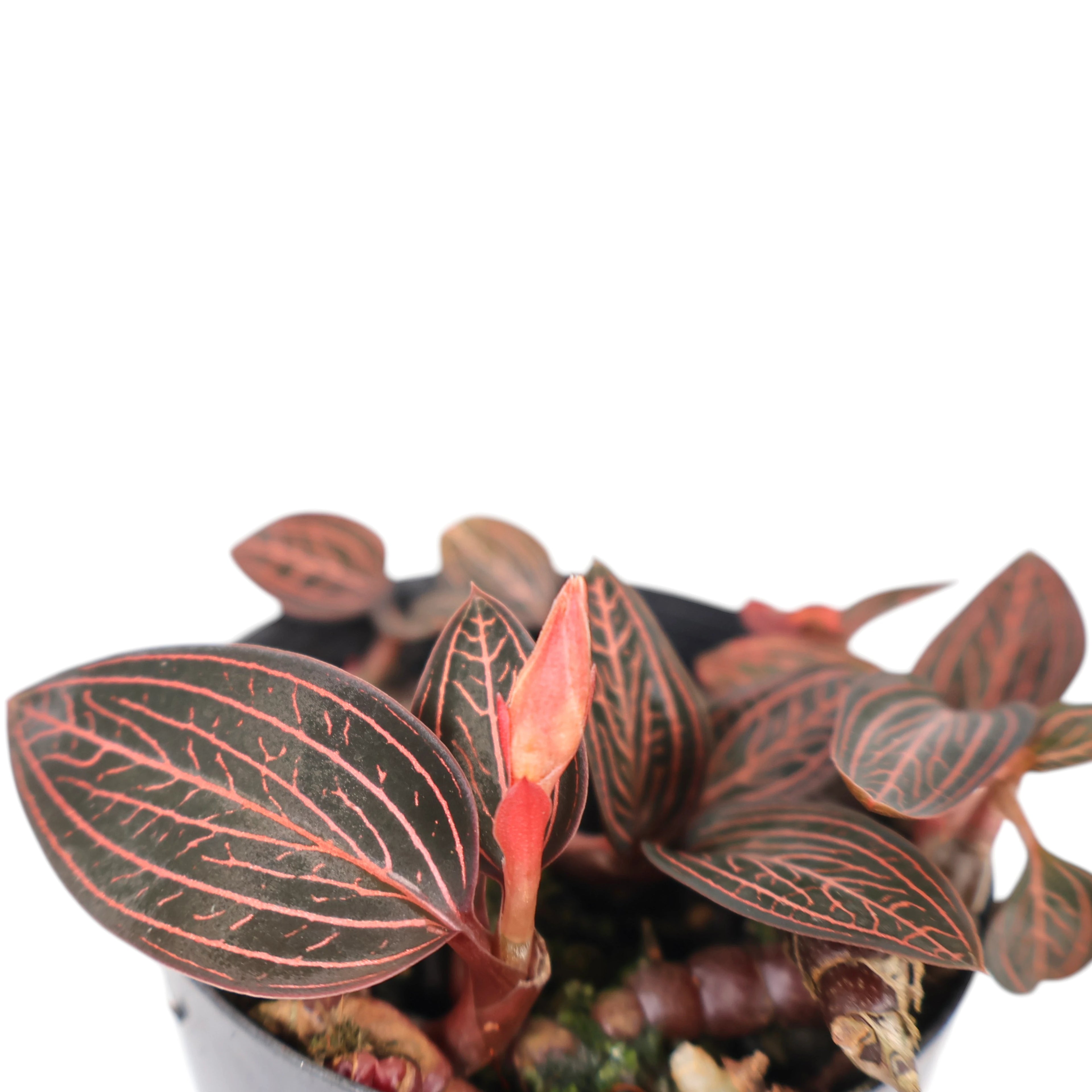 Jewel Orchid - Ludisia Discolor 70mm
