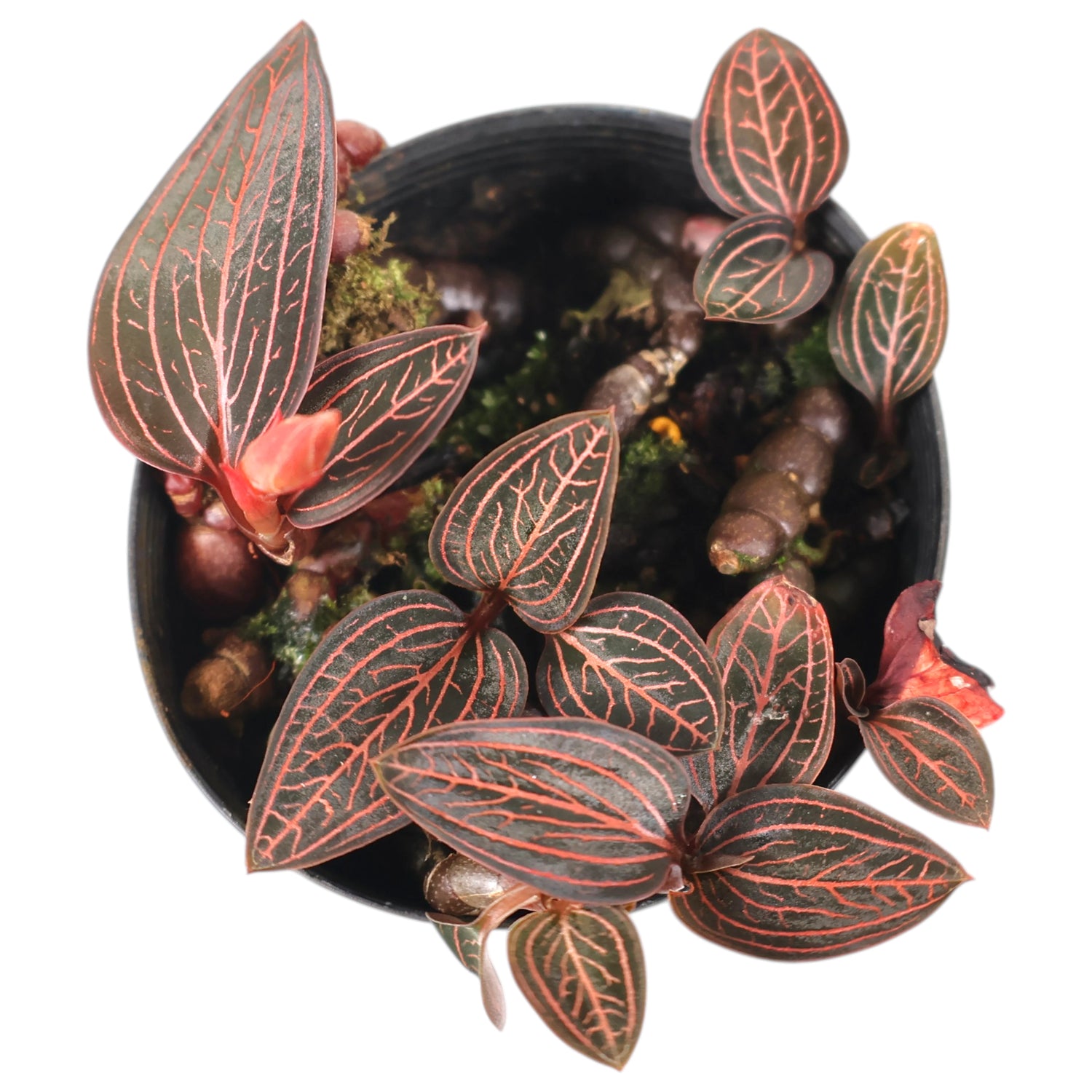 Jewel Orchid - Ludisia Discolor 70mm