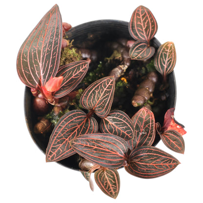 Jewel Orchid - Ludisia Discolor 70mm
