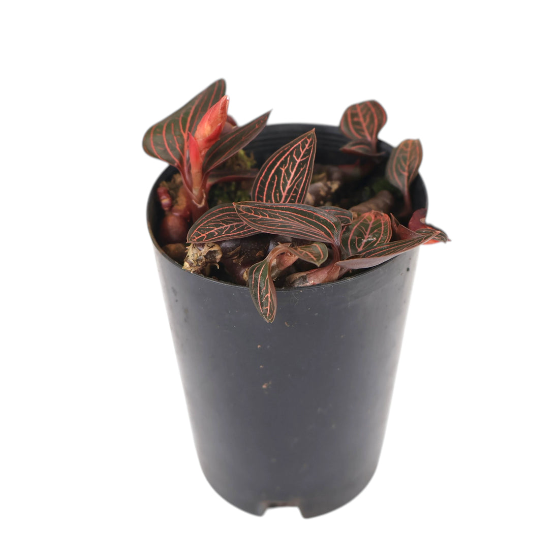 Jewel Orchid - Ludisia Discolor 70mm