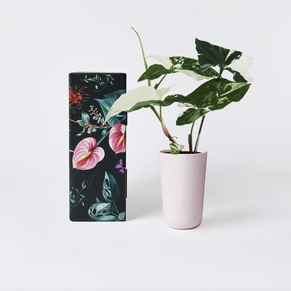 Syngonium Fantasy 70mm