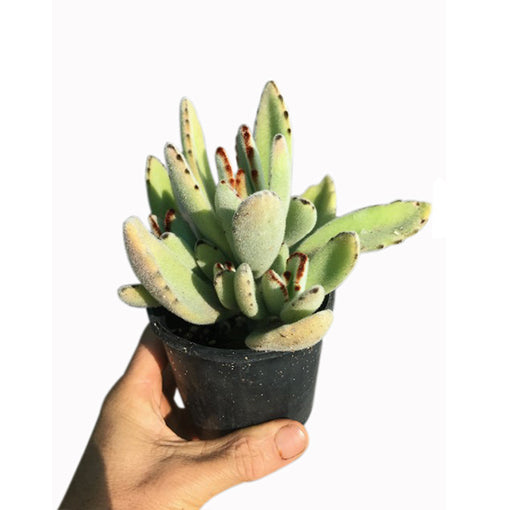 Kalanchoe Tomentosa 100mm