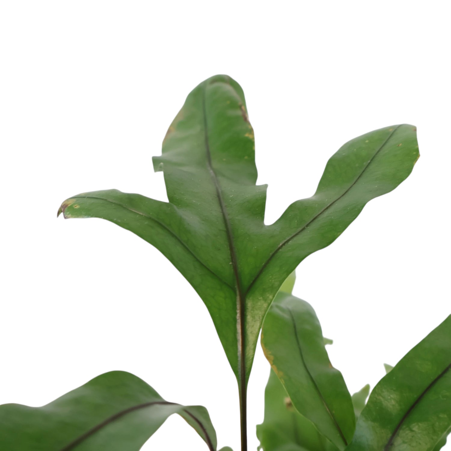 Kangaroo Fern - Microsorum diversifolium 100mm