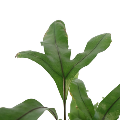 Kangaroo Fern - Microsorum diversifolium 100mm