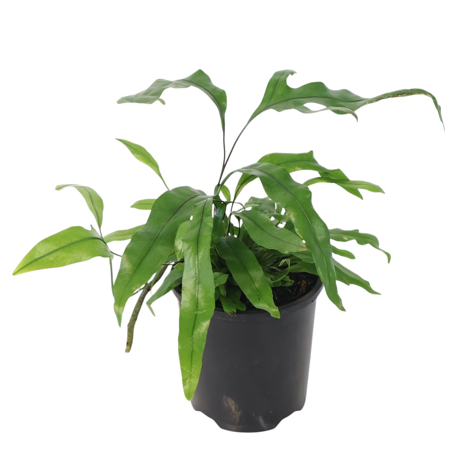 Kangaroo Fern - Microsorum diversifolium 100mm