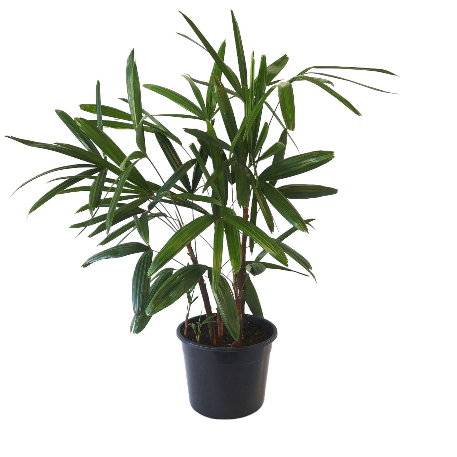 Lady Palm - Rhapis Excelsa 250mm
