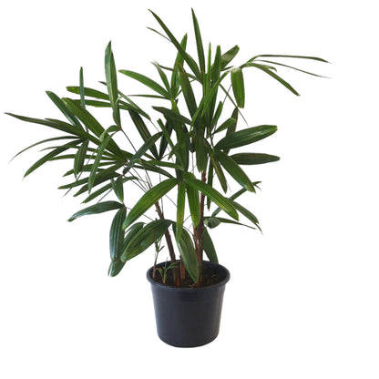 Lady Palm - Rhapis Excelsa 250mm