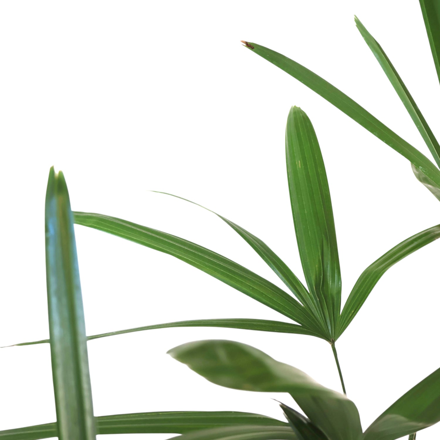 Lady Palm - Rhapis Excelsa 250mm