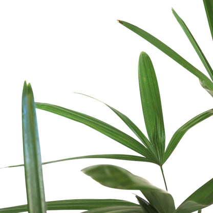 Lady Palm - Rhapis Excelsa 250mm