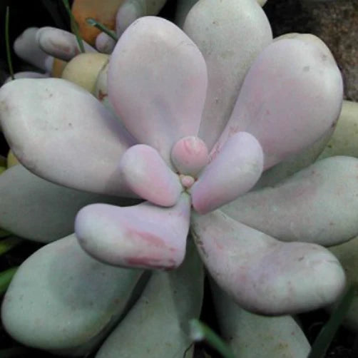 Pachyphytum Glutinicaule Lavender Pebbles 100mm