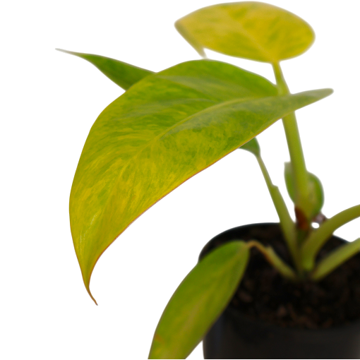 RARE - Philodendron Lemon Twist 125mm