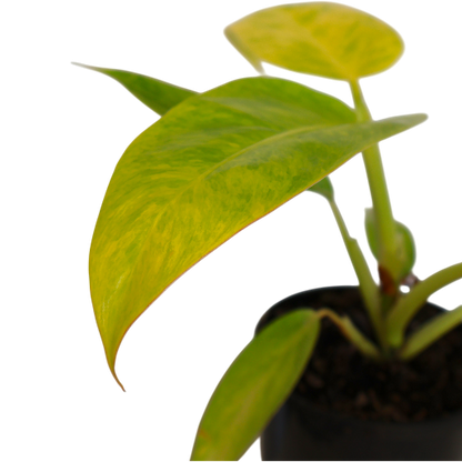 RARE - Philodendron Lemon Twist 125mm
