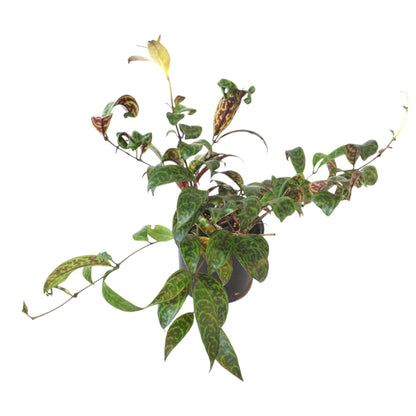 Lipstick Black Pagoda - Aeschynanthus Longicaulis 120mm